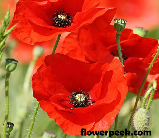 Tips on how to care for Corn Poppy (Papaver rhoeas)