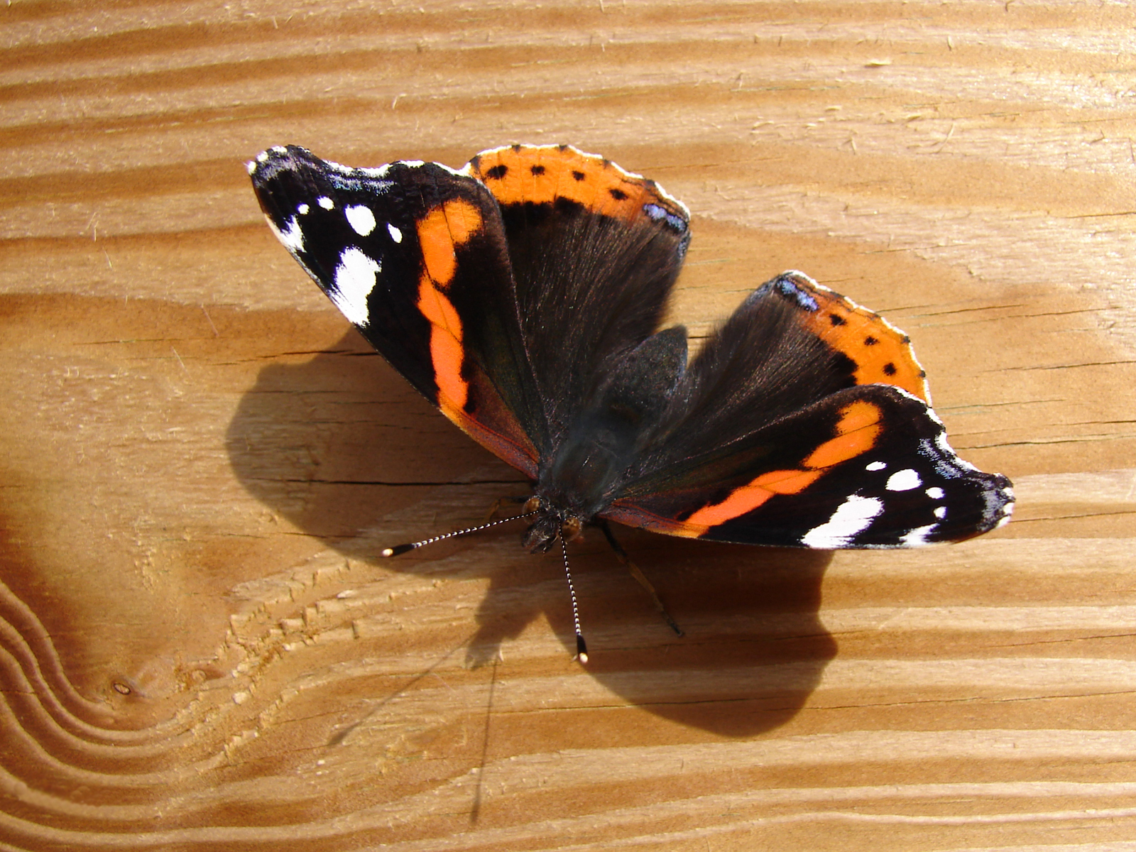 Бабочка черно оранжевая. Залетела бабочка Шоколадница. Бабочка оранжевая с черными пятнами. Бабочка оранжевая с черными. Рыжая бабочка с черными пятнами.