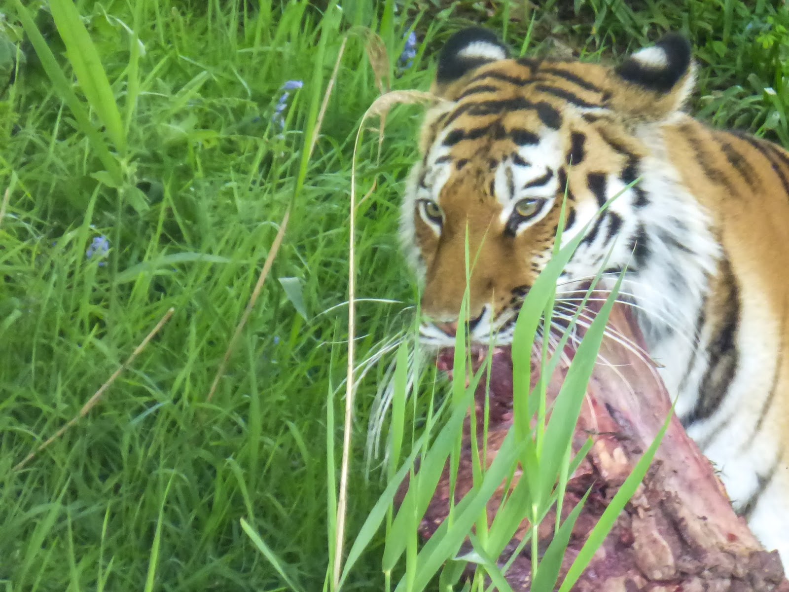 Our Plot at Green Lane Allotments The ultimate wood pigeon deterrent?