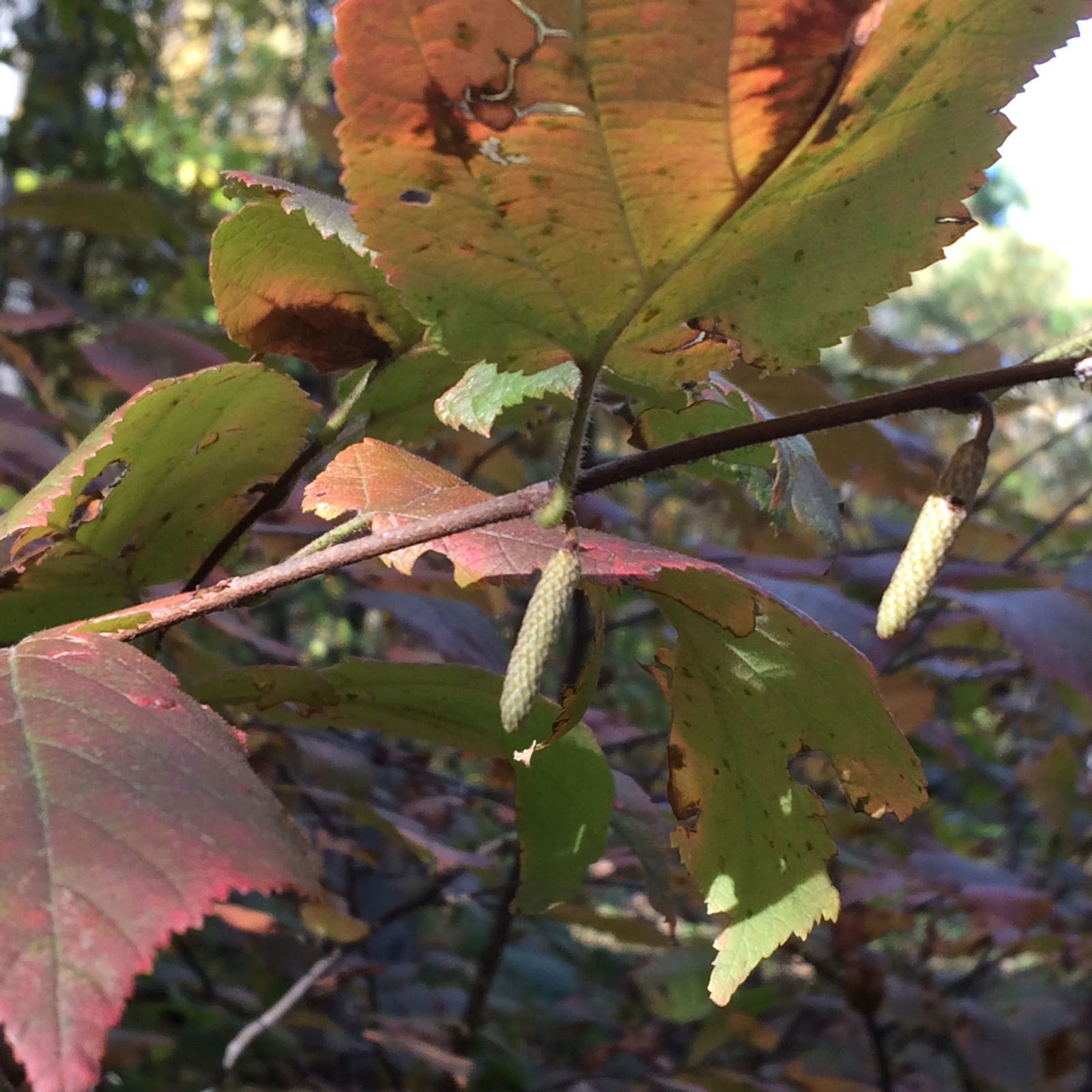 Riverbend Hazelnuts A Little Hazelnut History