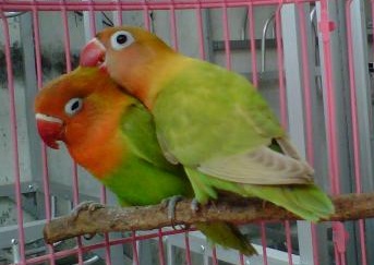 Male Lovebird vs Female Lovebird Male Lovebird vs Female Lovebird