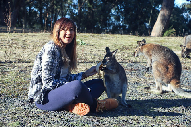 Jenolan Caves NSW Wallaby Australia