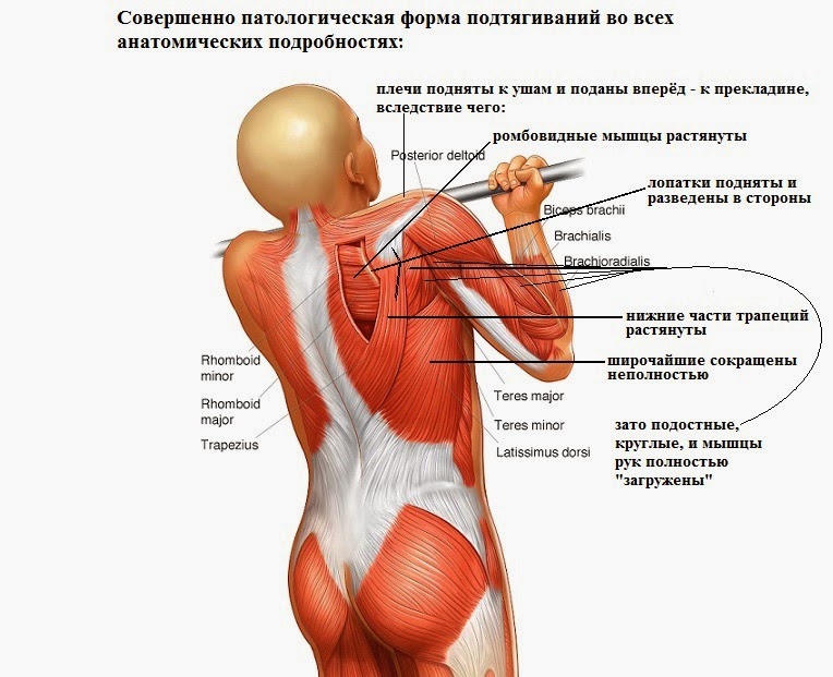 Подтягивания суставы. Мышцы поднимающие плечо. Болит плечевая мышца. Мышцы под рукой. Подтягивания мышцы.