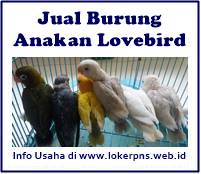 Jual Burung Lovebird Lb Murah Di Palembang Langsung Dari