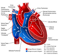 Sistema Circulatorio es un sistema de transporte que tiene como función distribuir la sangre por todos los órganos y tejidos del cuerpo