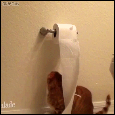 Funny Cat GIF • Overexcited cat jumps like crazy, destroying toilet paper roll haha Funny Cat GIF • Overexcited cat jumps like crazy, destroying toilet paper roll haha