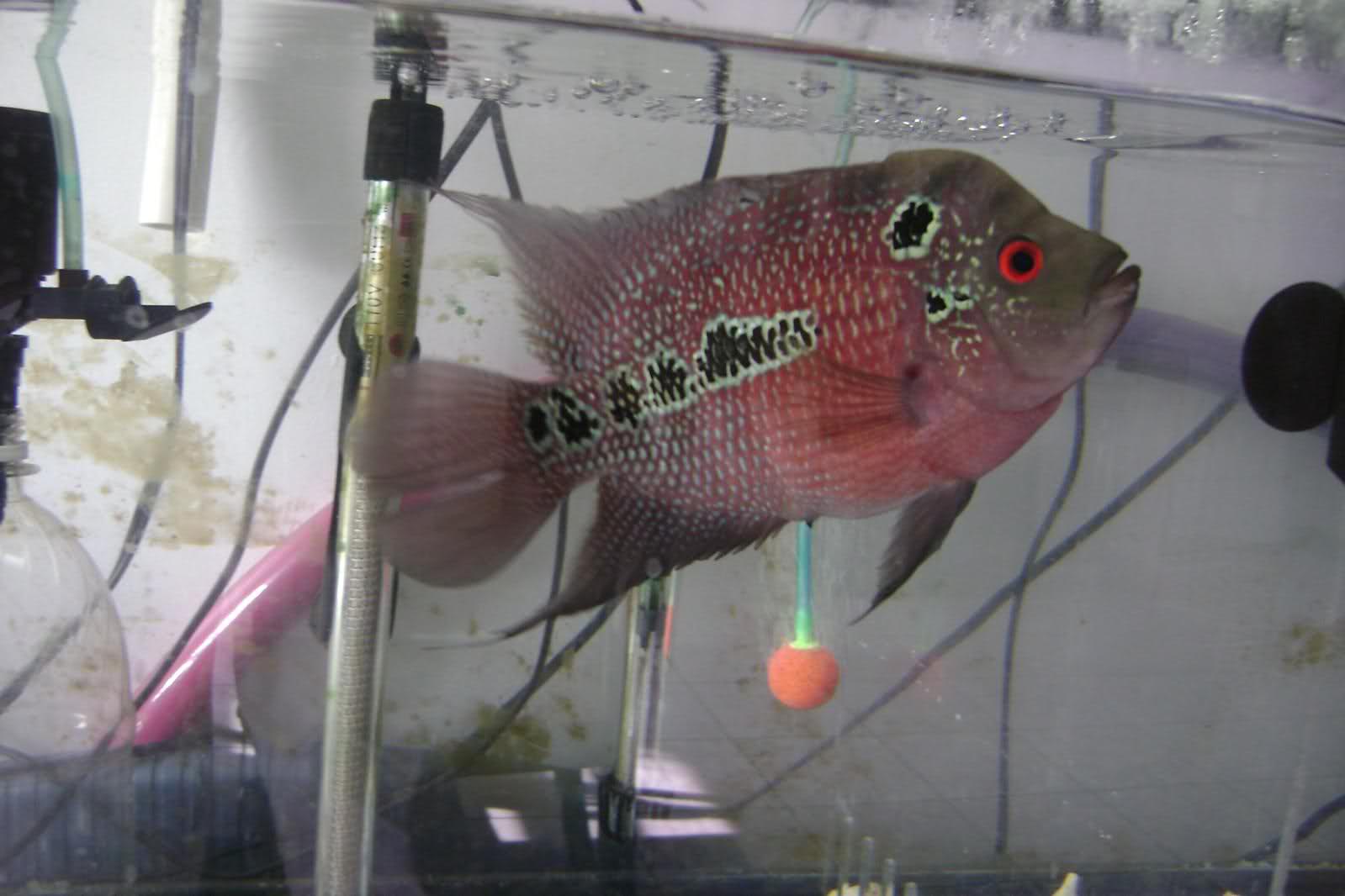 Flowerhorn The Hybrid Cichlids Kamfa Male and Female