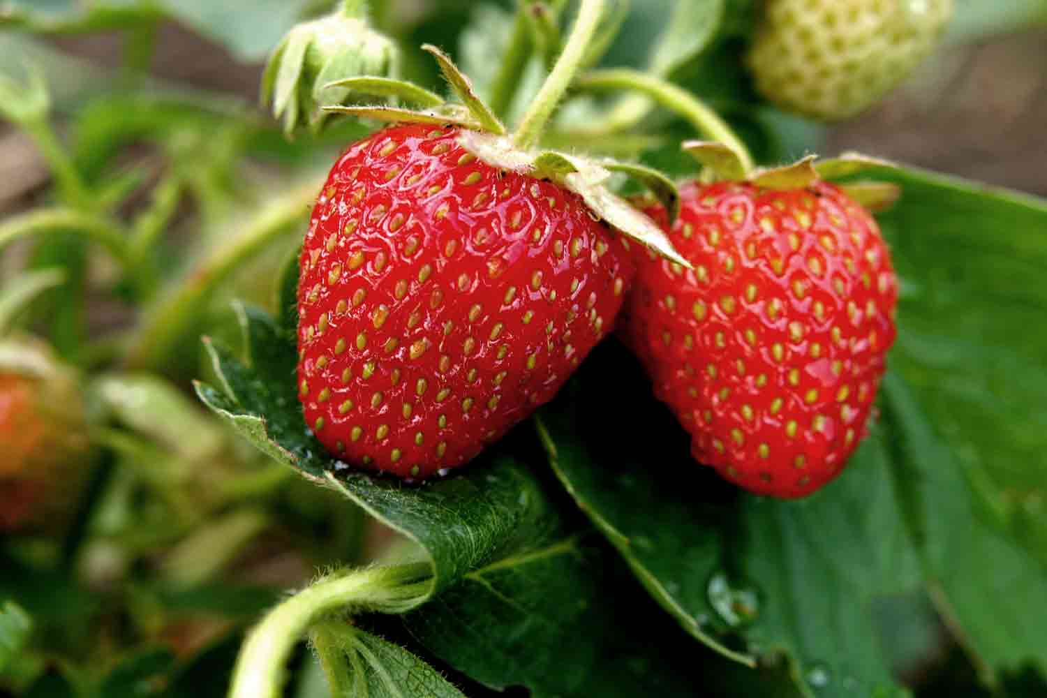 Strawberry