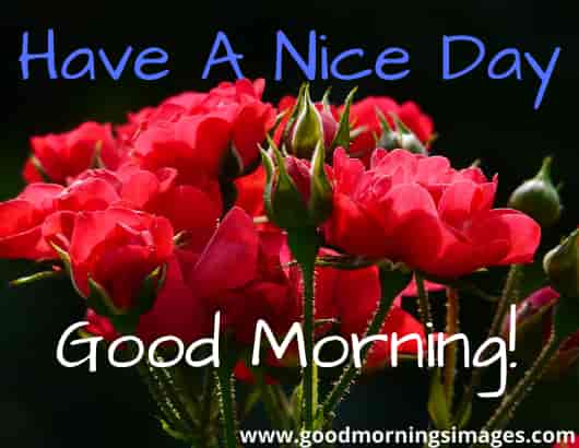 Have A Nice Day Good Morning Have A Nice Day Good Morning