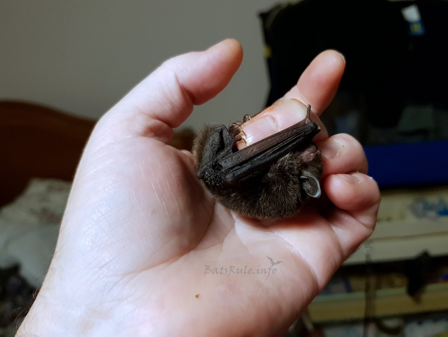 Rehab | Microbat Myotis