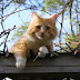 8 Common Cat Behaviors and What they mean