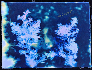 Wet Cyanotype_Sue Reno_Image 136