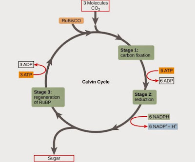 Berikut Ini Adalah Proses Yang Terjadi Pada Fotosintesis 1 Pengikatan Co2 Ole Rubp Menjadi Asam Fosfogliserat 2 Pelepasan O2 3 Pembentukan Ribolusa Bifosfat 4 Pembentukan Atp Dan Nadph 5 Pengeluaran Pgal Untuk