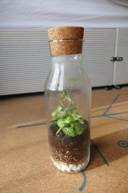 How To Build Your Own Terrarium At Home, DIY Terrariums Shop Review, DIY Terrariums Shop etsy, terrarium kits cheap uk, terrarium kit uk, closed terrarium kit, etsy terrarium kit How To Build Your Own Terrarium At Home, DIY Terrariums Shop Review, DIY Terrariums Shop etsy, terrarium kits cheap uk, terrarium kit uk, closed terrarium kit, etsy terrarium kit