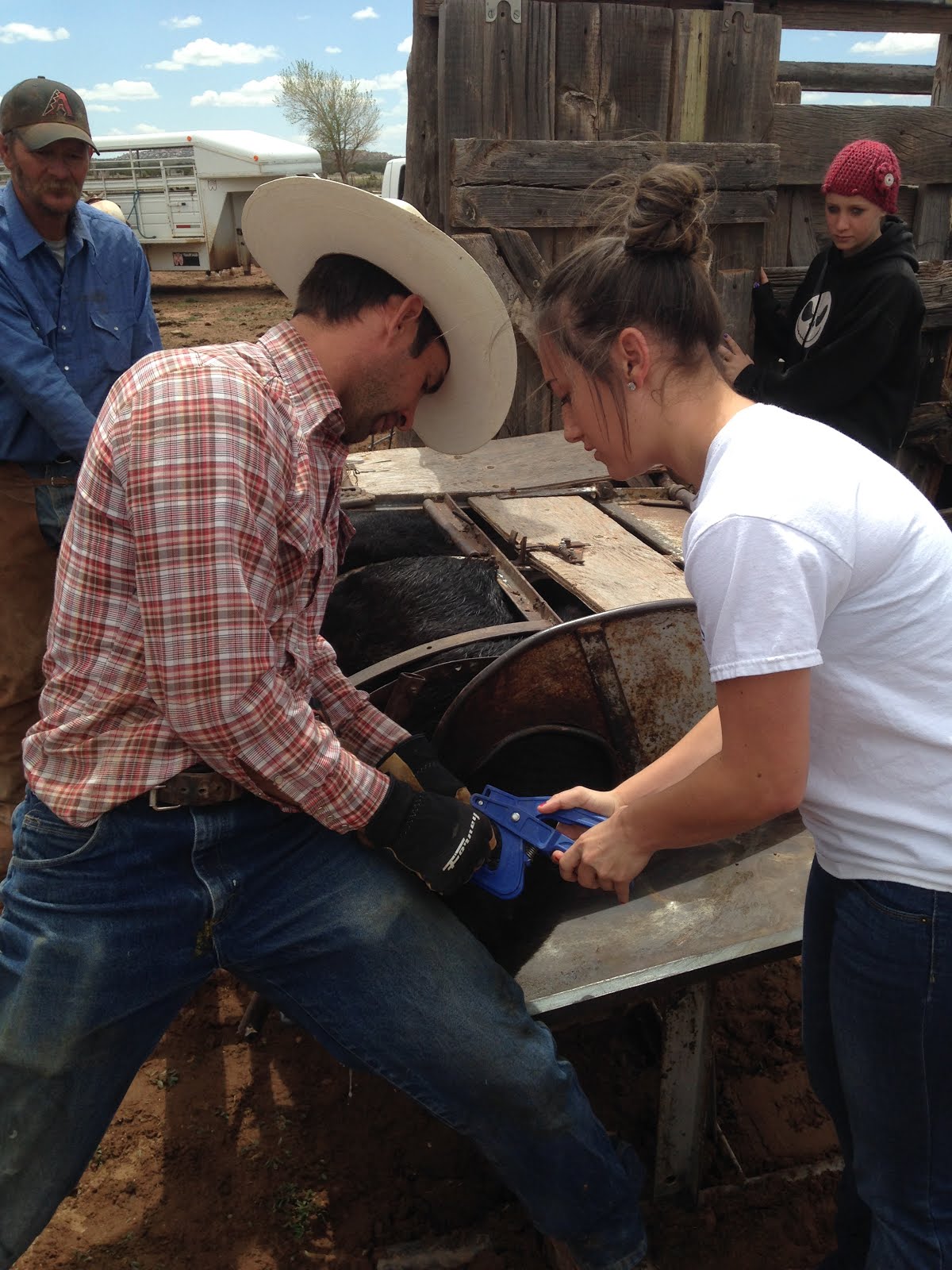 working the cattle