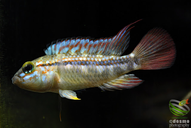 F1, Apistogramma ortegai (papagei)