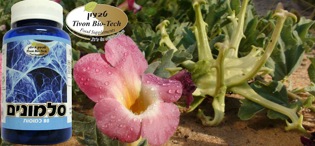 ויטמינים לחיזוק העצמות