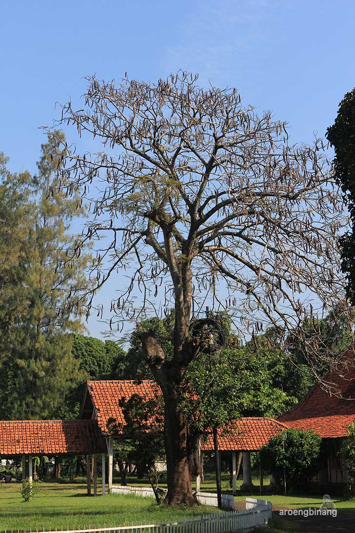 eks rumah residen pekalongan