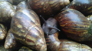 Snail Farming as one of the must lucrative business in Nigeria