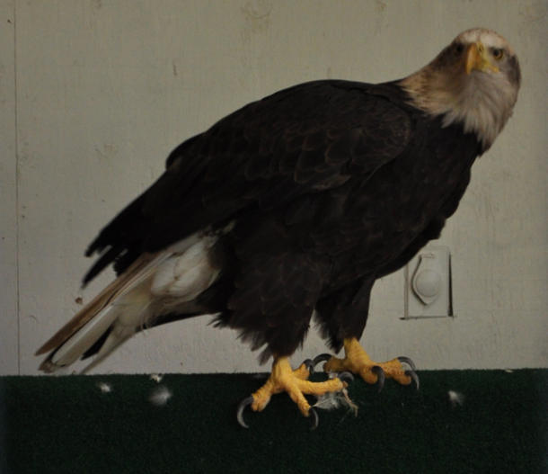 Bird In Everything: Endangered Birds Of Prey List