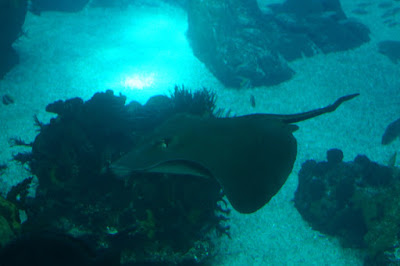 Oceanario-Parques das Naçoes-Lisbonne-Portugal