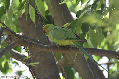 Cotorra de Kramer (Psittacula krameri)