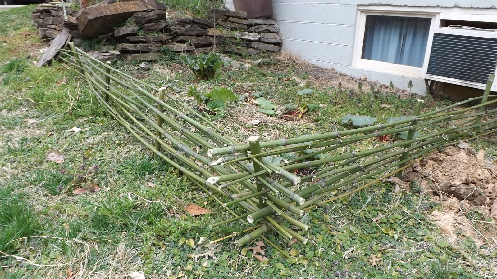 Yarden Party Bamboo Wattle