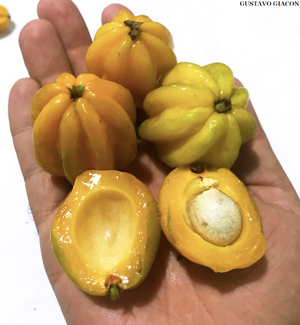 Viveiro Ciprest Plantas Nativas e Exóticas Pitanga Amarela Gigante ou Pitangatuba ( Eugenia