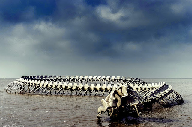 Un gigante esqueleto de serpiente torciendose emerge del río Loira, en Francia