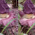 Bunga Raflesia Arnoldi Cantik Berwarna Ungu Tumbuh di Belitung 