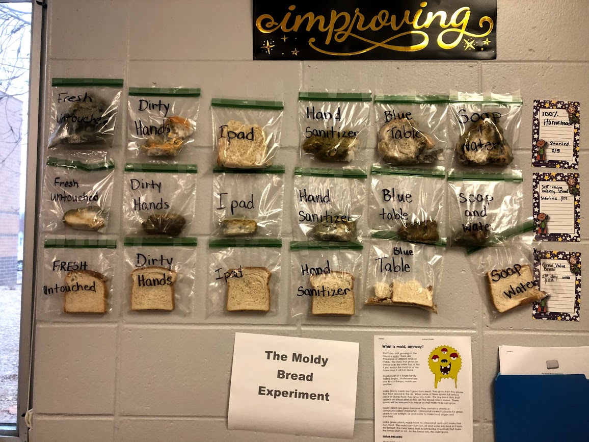 Moldy Bread Experiment