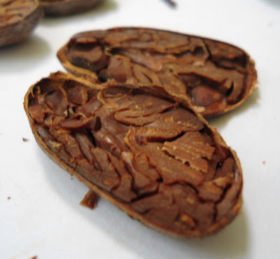 Grano de cacao bien fermentado. Grano de cacao bien fermentado.