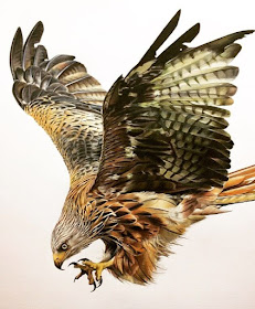 01-Eagle-Tom-Strutton-Animal-Drawings-www-designstack-co