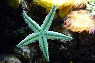 What Do Starfish Eat In The Ocean