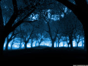 Forest wallpaper.Free download Forest wallpaper (blue forest wallpaper)