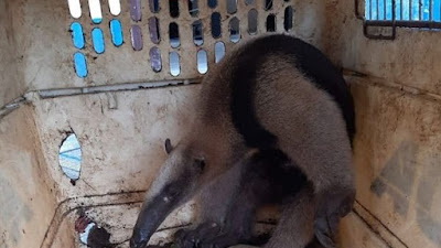 Liberan a un Oso Hormiguero en Istmina