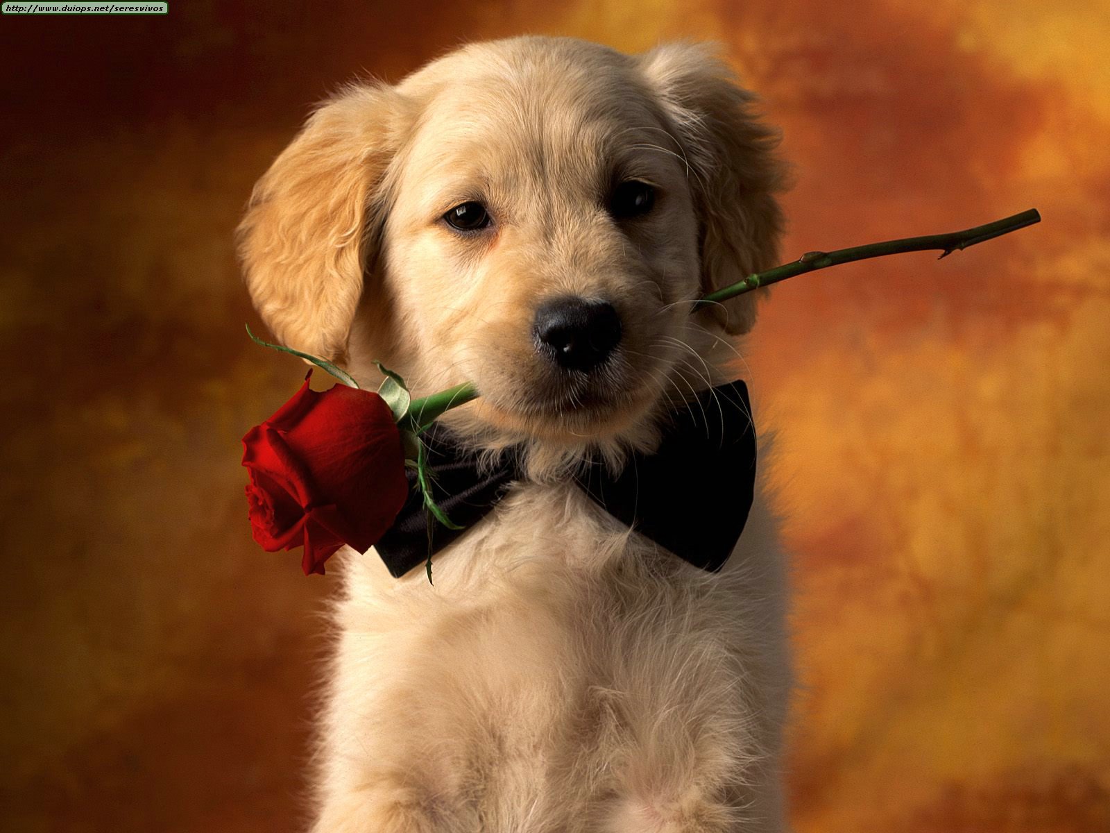 Funny Wallpapers Puppy love dogs puppy puppies dog games puppy love wallpaper puppy pictures