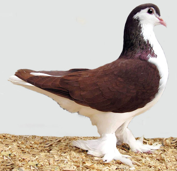 拉合尔拉合尔拉合尔鸽子,鸽子,鸽子, lahore pigeon appearance, lahore pigeon breed, lahore pigeon breed info, lahore pigeon behavior, lahore pigeon breed facts, lahore pigeon care, caring lahore pigeon, lahore pigeon color, lahore pigeon color markings, lahore pigeon color varieties, lahore pigeon characteristics, lahore pigeon facts, lahore pigeon gentle nature, lahore pigeon history, lahore pigeon info, lahore pigeon images, lahore pigeon meat, lahore pigeon nature, lahore pigeon origin, lahore pigeon photos, lahore pigeon pictures, lahore pigeon rarity, lahore pigeon rearing, raising lahore pigeon, lahore pigeon size, lahore pigeon temperament, lahore pigeon tame, lahore pigeon uses, lahore pigeon varieties, lahore pigeon weight