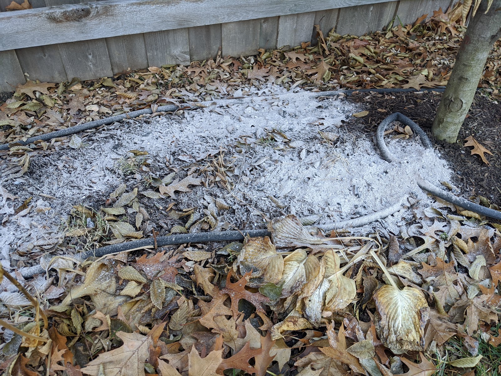Spreading Hardwood Ash As Tree Fertilizer