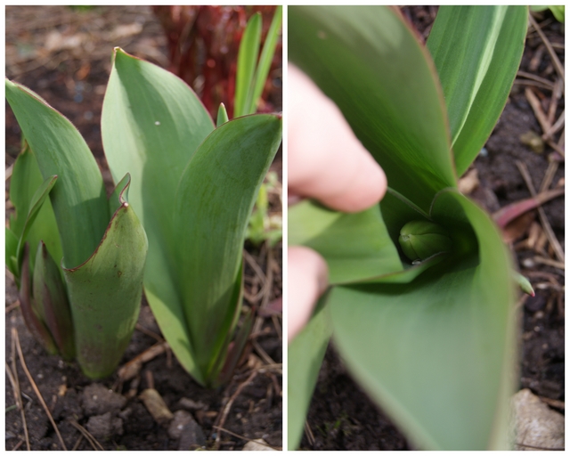 Filz und Garten - Gartenblog