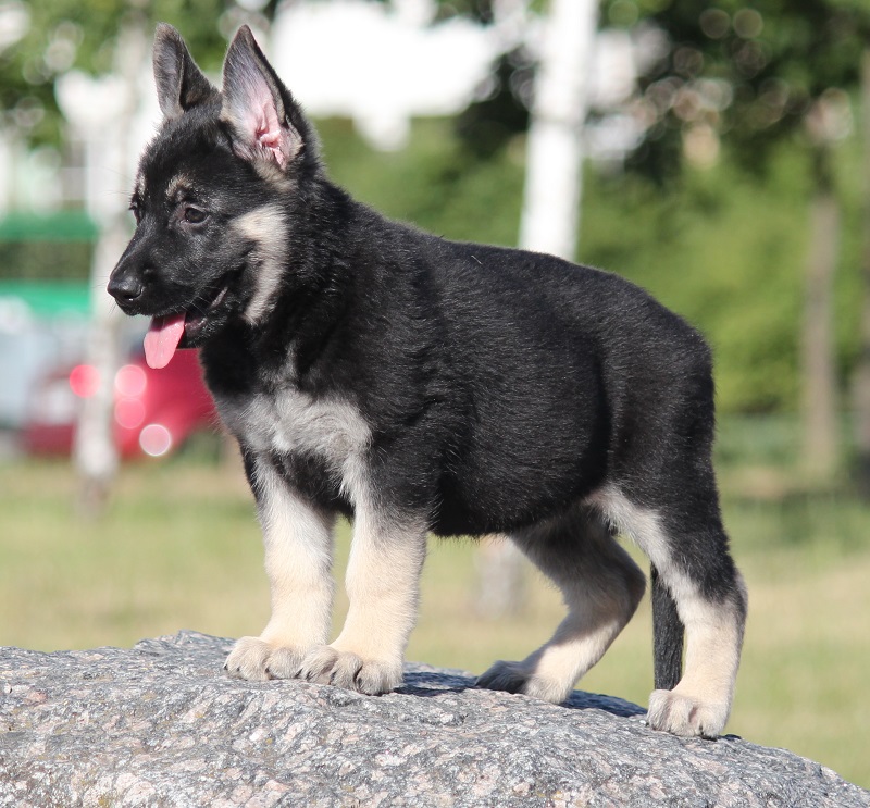 Умные и обучаемые