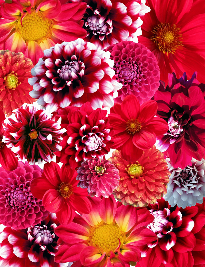 صور خلفيات ورد احمر جميله للموبايل