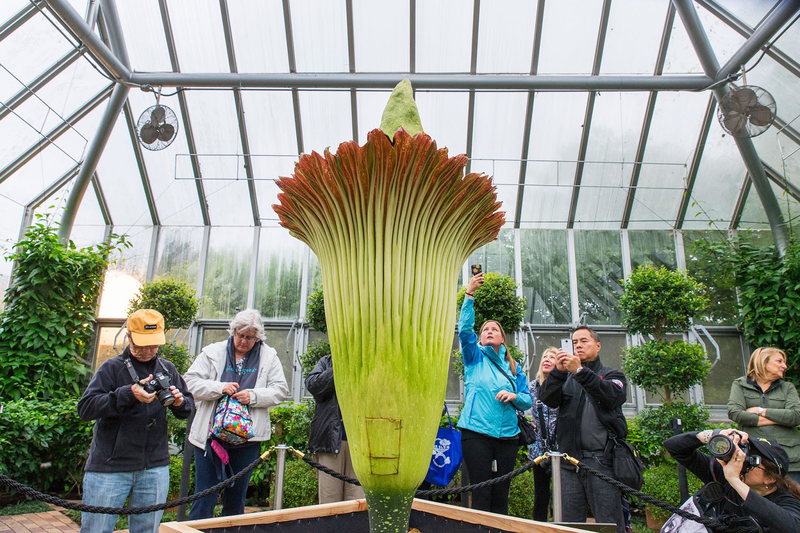 аморфофаллус титанический растение. аморфофаллус титанический. самый пахучий запах по книге рекордов. аморфофаллус титанический. змеиная пальма аморфофаллус.