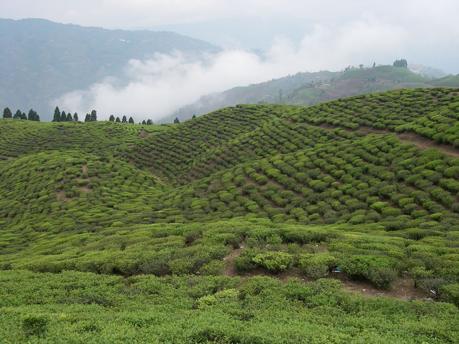Jhapa Nepal Jhapa Nepal