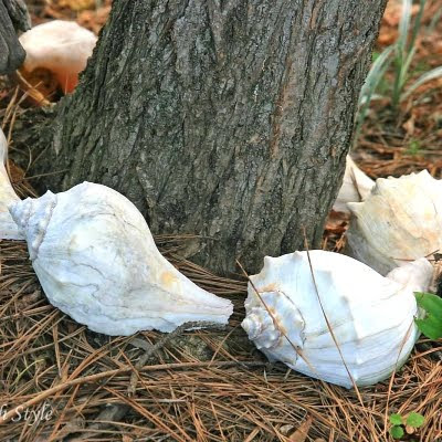 coastal garden with shells