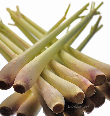 Zitronengras(Cymbopogon citratus)