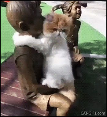 Cute Cat GIF • Fluffy kitty hugs a human statue because all he needs is love whatever Cute Cat GIF • Fluffy kitty hugs a human statue because all he needs is love whatever