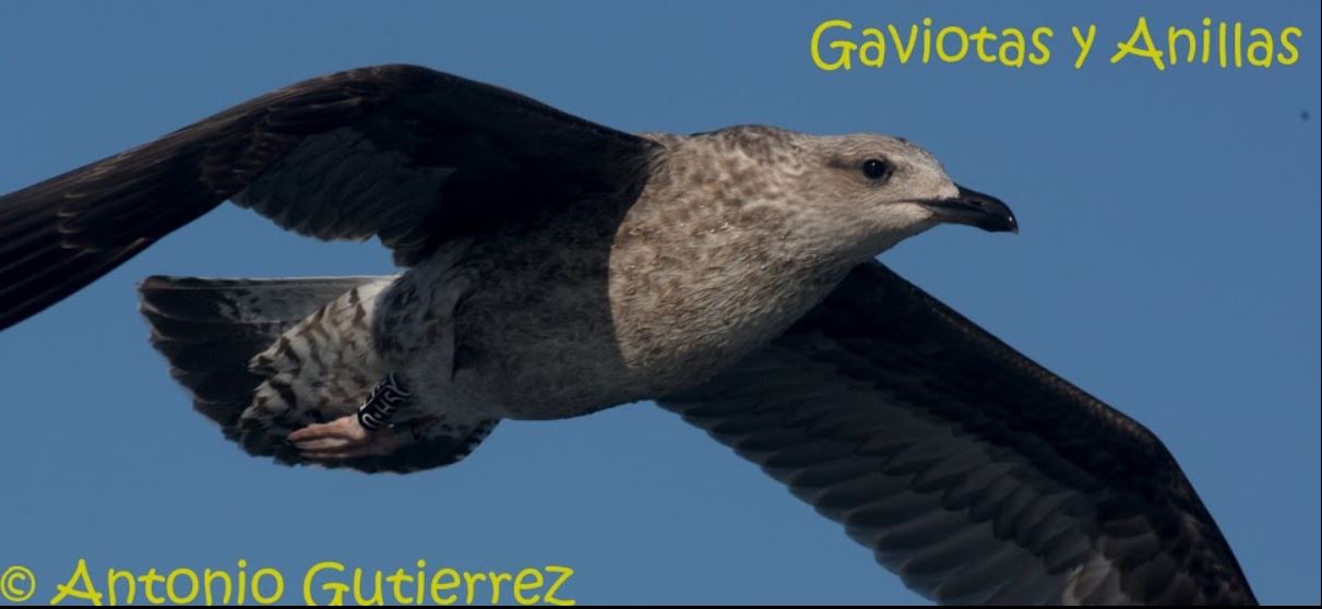 GAVIOTAS Y ANILLAS / ANTONIO GUTIERREZ