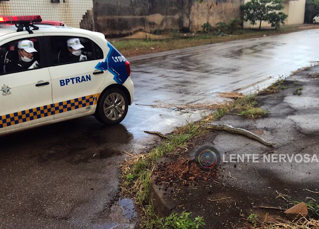Cobra Sucuri é flagrada passeando próximo ao Colégio Padrão no Bairro Cuniã