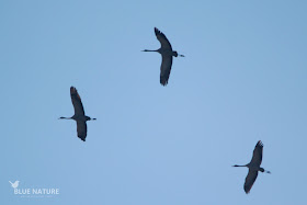 Grulla común - Common crane (Grus grus)